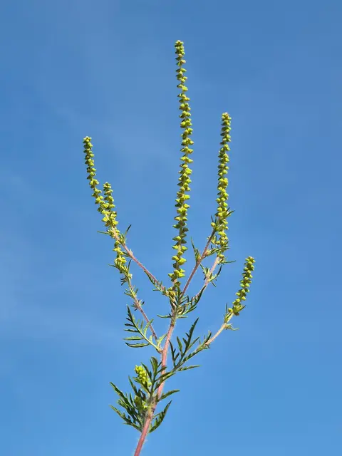 Ambrosia-Trieb mit rötlichem Stängel, fein gefiederten Blättern und ährenartigen grünen Blütenständen vor blauem Himmel
