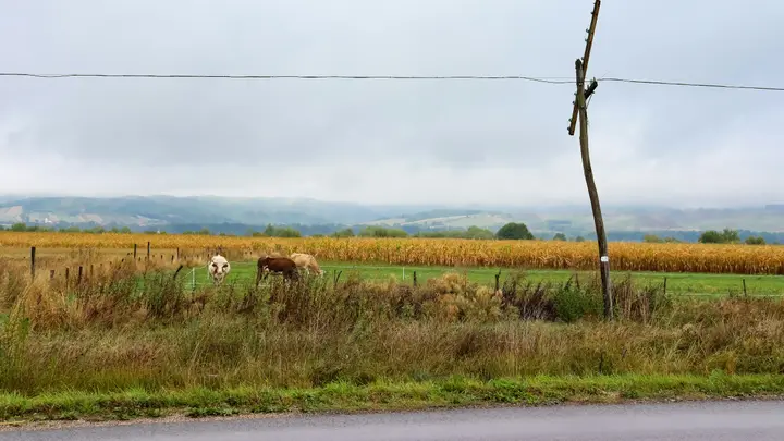 Verwilderter Straßenrand vor einer Weide mit Kühen und einem reifen Maisfeld an einem bewölkten Spätsommertag