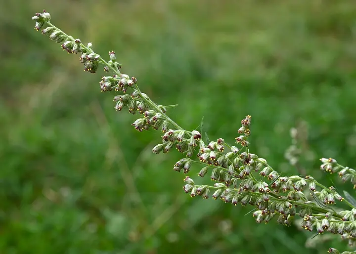 Blütenrispe des Gewöhnlichen Beifußes mit vielen kleinen, unscheinbaren Blütenköpfchen vor einer Wiese