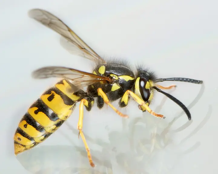 Deutsche Wespe in Seitenansicht mit leuchtend gelb-schwarz gestreiftem Hinterleib
