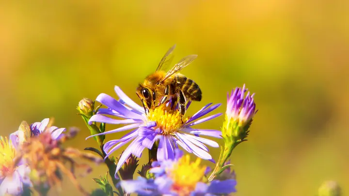 Honigbiene sammelt Nektar auf einer lila Asternblüte