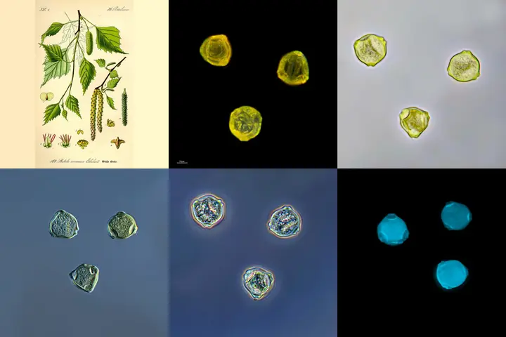 Birkenpollenkörner unter dem Mikroskop in verschiedenen Beleuchtungsarten, daneben eine botanische Zeichnung der Hängebirke