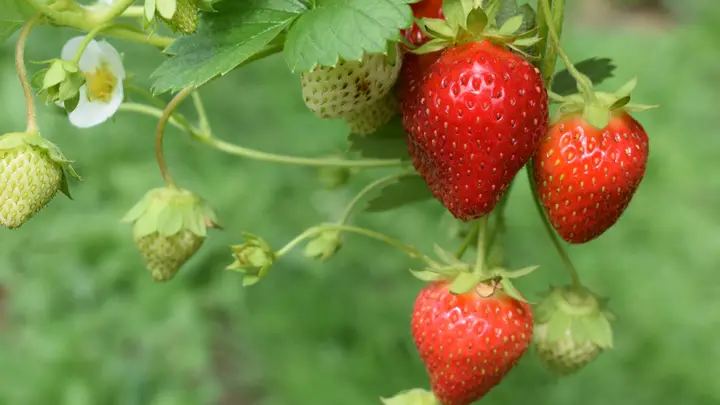 Reife und unreife Erdbeeren mit Blüten an der Pflanze im Tageslicht