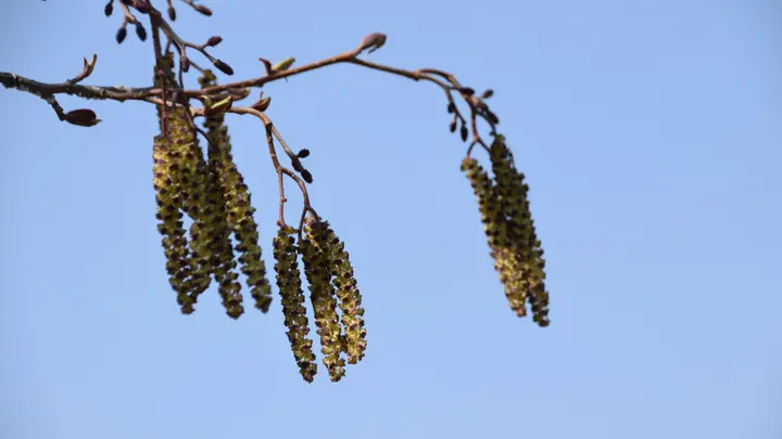Erlenkätzchen und kleine Erlenzapfen an einem kahlen Zweig vor blauem Himmel