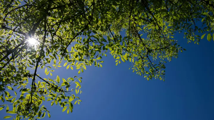 Blick von unten in die Krone einer Esche, Sonnenlicht scheint durch das Laub vor blauem Himmel