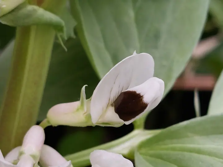 Weiße Blüte der Ackerbohne mit dunklem Fleck auf den Flügeln