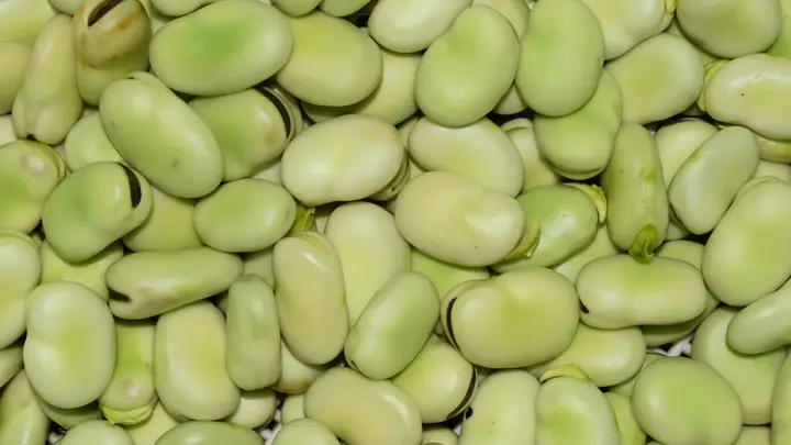 Frisch gepalte, hellgrüne Ackerbohnen in Nahaufnahme