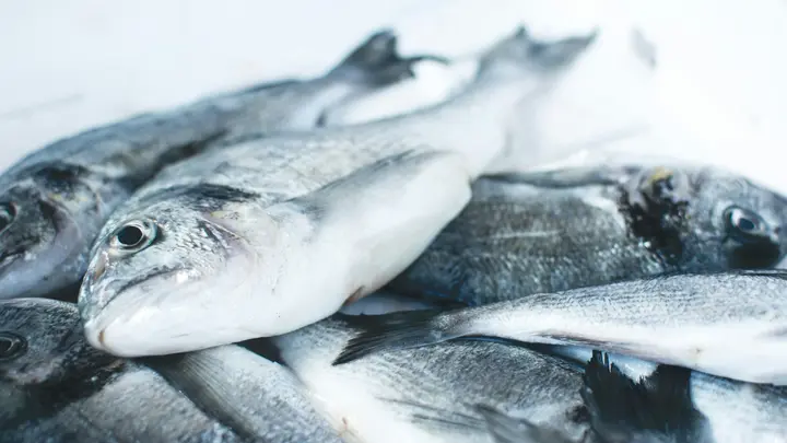 Mehrere frische, ganze Fische mit silbriger Haut auf hellem Untergrund