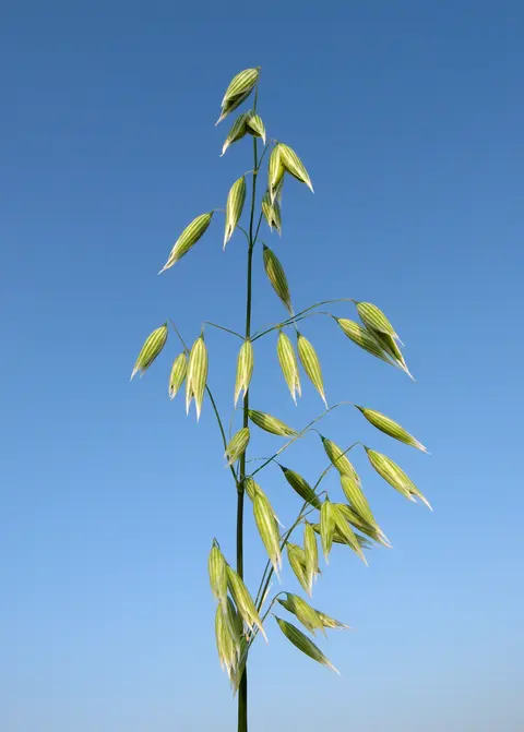 Haferrispe mit hängenden Ährchen vor blauem Himmel