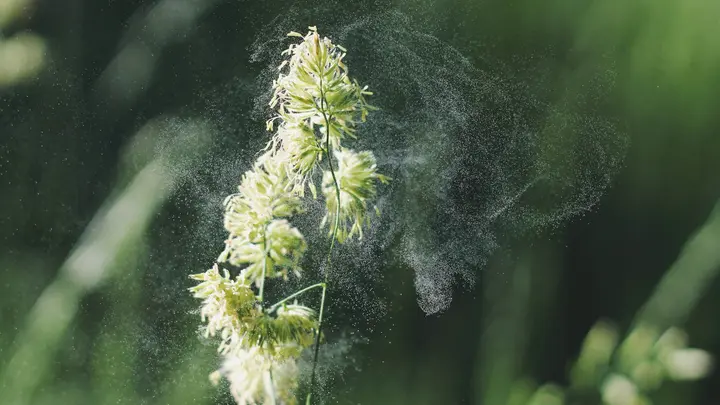 Blühender Grashalm, aus dem im Gegenlicht eine feine Pollenwolke stäubt