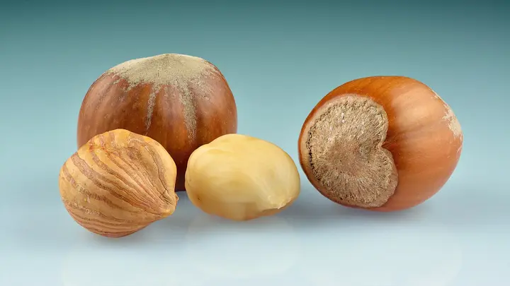 Zwei ganze Haselnüsse in der Schale, daneben ein Kern mit brauner Haut und ein geschälter heller Kern