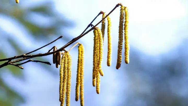 Gelbe Haselkätzchen an einem kahlen Zweig vor hellem Himmel