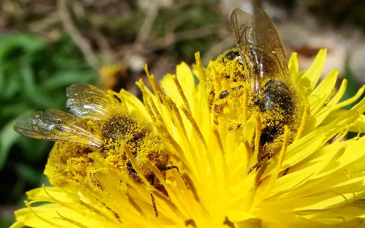 Zwei Honigbienen voller gelbem Blütenstaub auf einer Löwenzahnblüte
