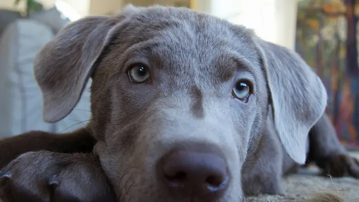 Junger grauer Hund liegt auf dem Teppich eines hellen Wohnzimmers und schaut in die Kamera
