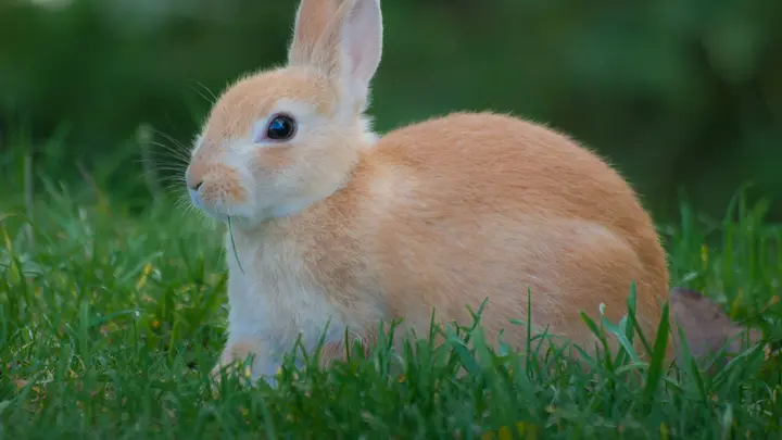 Hellbraunes Kaninchen sitzt im grünen Gras