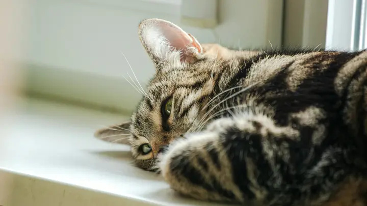 Getigerte Katze liegt entspannt auf einer weißen Fensterbank im Sonnenlicht