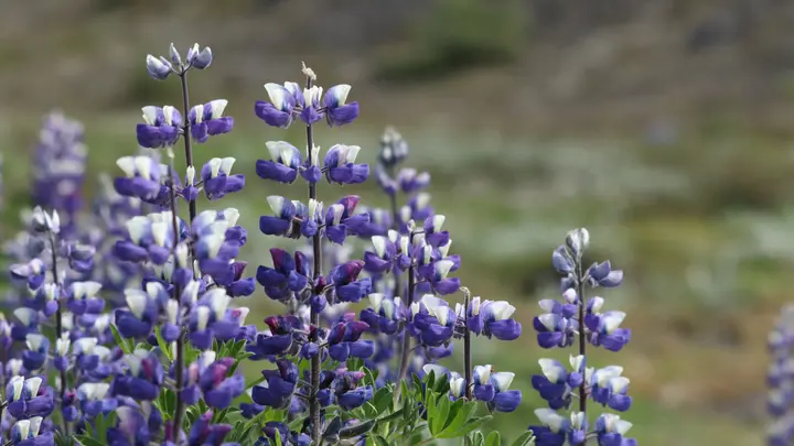Blau-weiß blühende Lupinen vor einem unscharfen grünen Hintergrund
