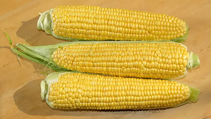 Drei frische Maiskolben nebeneinander auf einem hellen Holzbrett