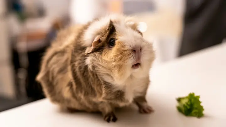 Langhaariges braun-weißes Meerschweinchen sitzt auf einem hellen Tisch neben einem Salatblatt