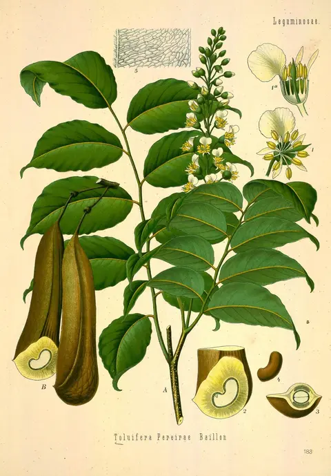 Botanische Zeichnung des Perubalsambaums mit gefiederten Blättern, Blütenständen und Hülsenfrucht