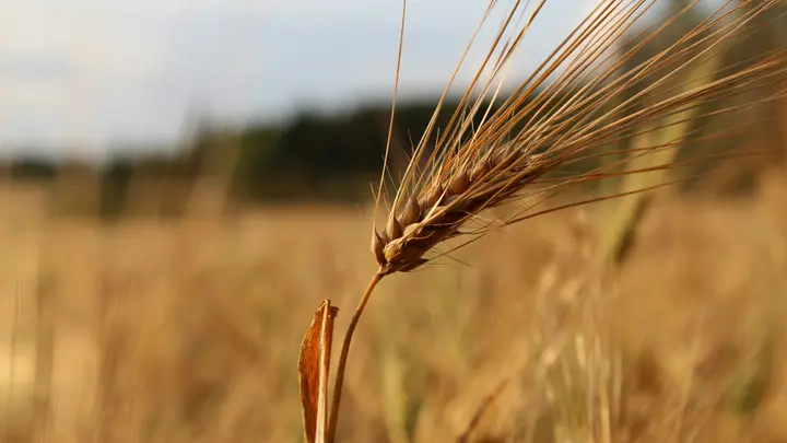 Einzelne Roggenähre mit langen Grannen vor einem goldenen Getreidefeld und hellem Himmel