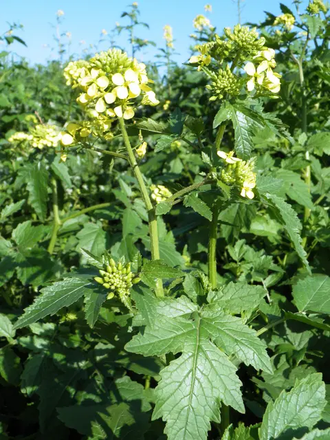 Gelb blühende Senfpflanze mit gelappten Blättern vor blauem Himmel