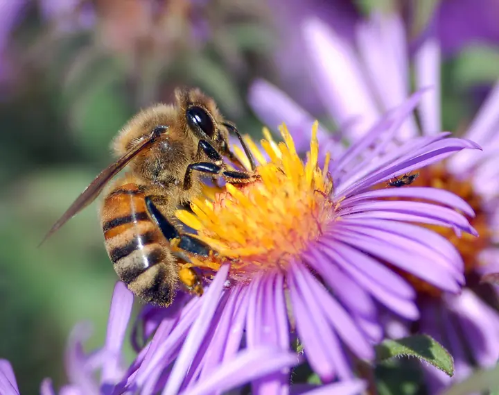Behaarte Honigbiene mit bräunlichem Körper saugt Nektar an einer lila Asternblüte
